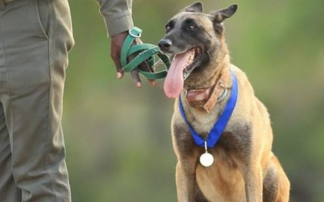 veterinario-e-adestramentos-ao-domicilio-big-1