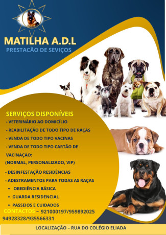 veterinario-e-adestramentos-ao-domicilio-big-0